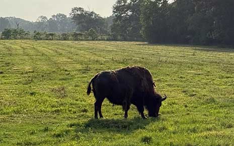 Armand Bayou Nature Center Photo