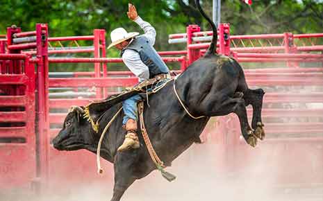 Pasadena Livestock Show & Rodeo Photo