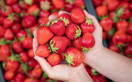 Pasadena Strawberry Festival Photo