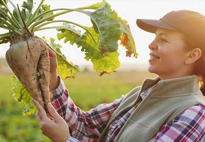 Beet farming