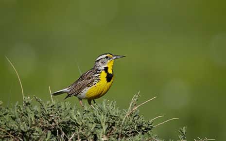 Pawnee Grasslands Birding Tour Photo