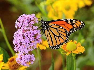 Lake Ilo National Wildlife Refuge Photo
