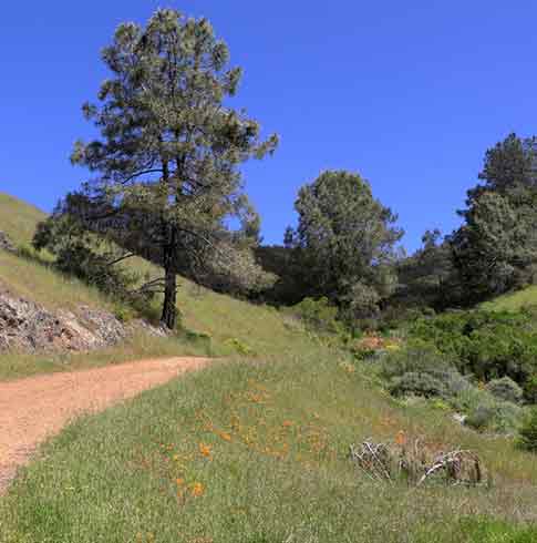 Communities that prioritizes accessible, well-maintained natural areas