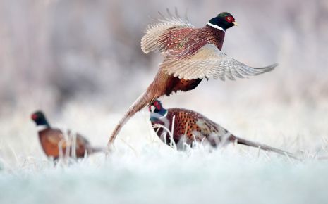 Pheasant Hunting Season Is Here Photo - Click Here to See