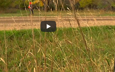 Video Screenshot for Pheasant Hunt