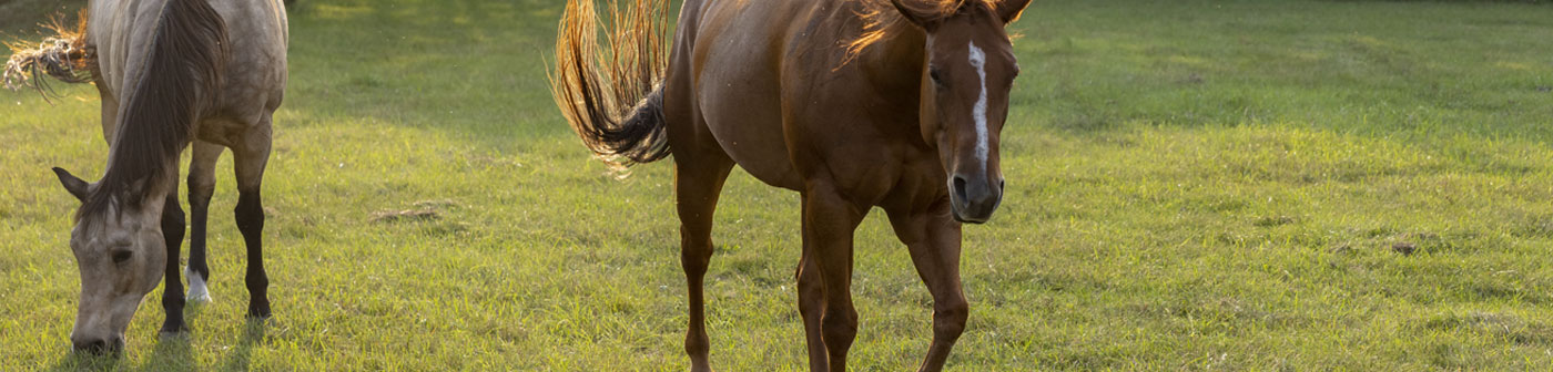 two horses in the pasture