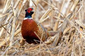 Click the Pheasant Hunting in Redfield: An enduring tradition, an incredible experience slide photo to open
