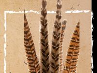 Event Promo Photo For Longest Tailfeather Contest