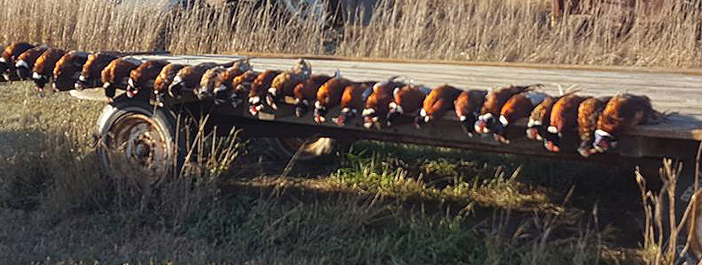 Pheasant Hunting