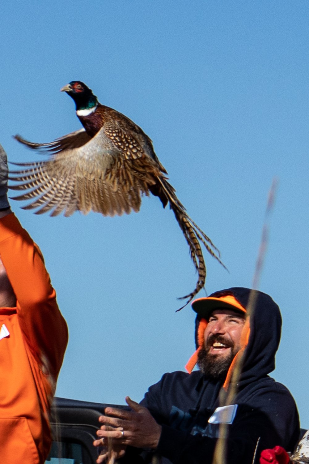 Pheasant Release