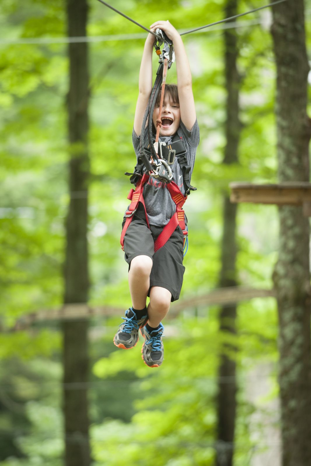 Treetop Thrill Seekers Reach New Heights Photo
