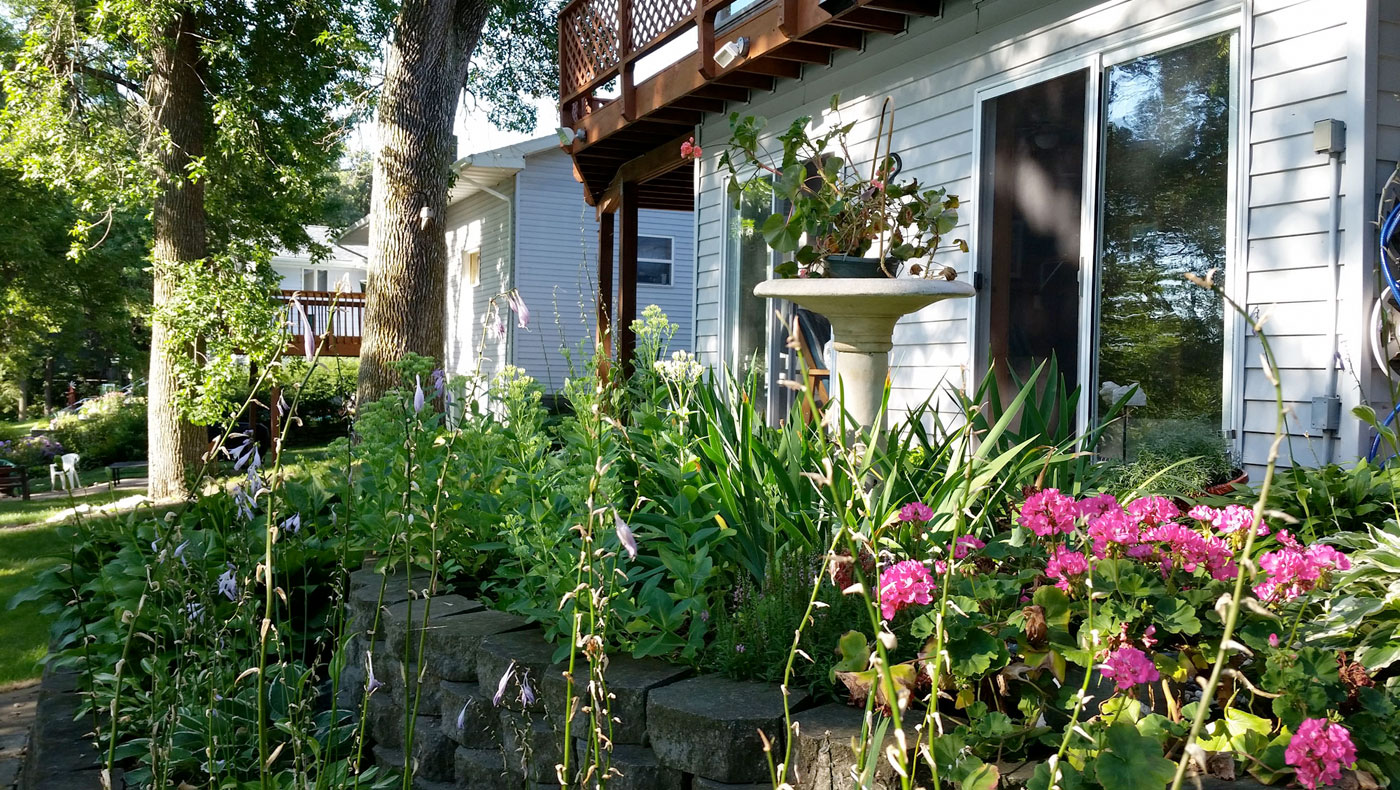 flowers growing in a private back yard