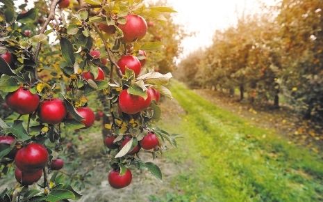 Apple Orchards Photo