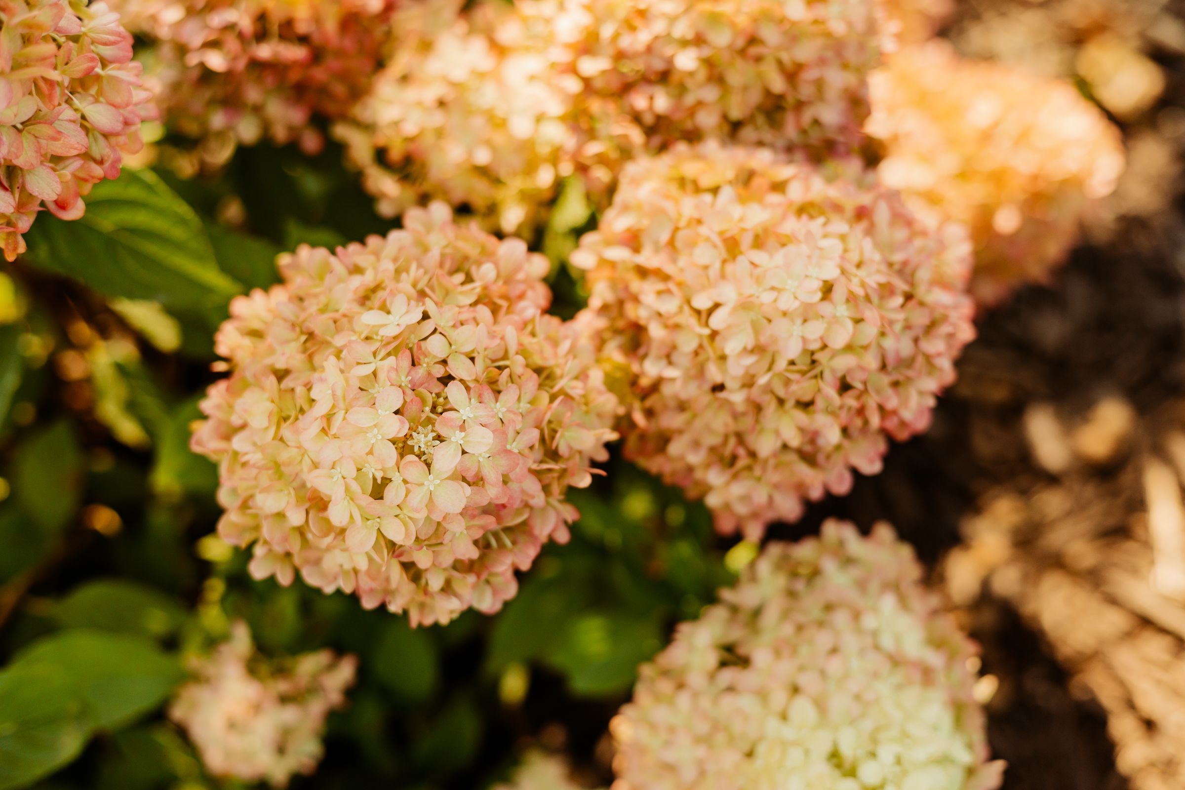 Thumbnail Image For Plaisted Companies - Click Here To See