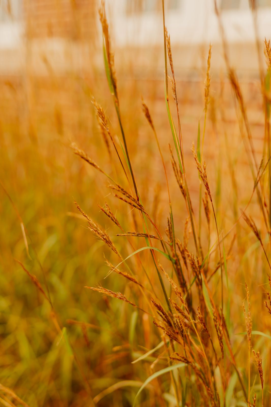 Thumbnail Image For Handke Center - Click Here To See