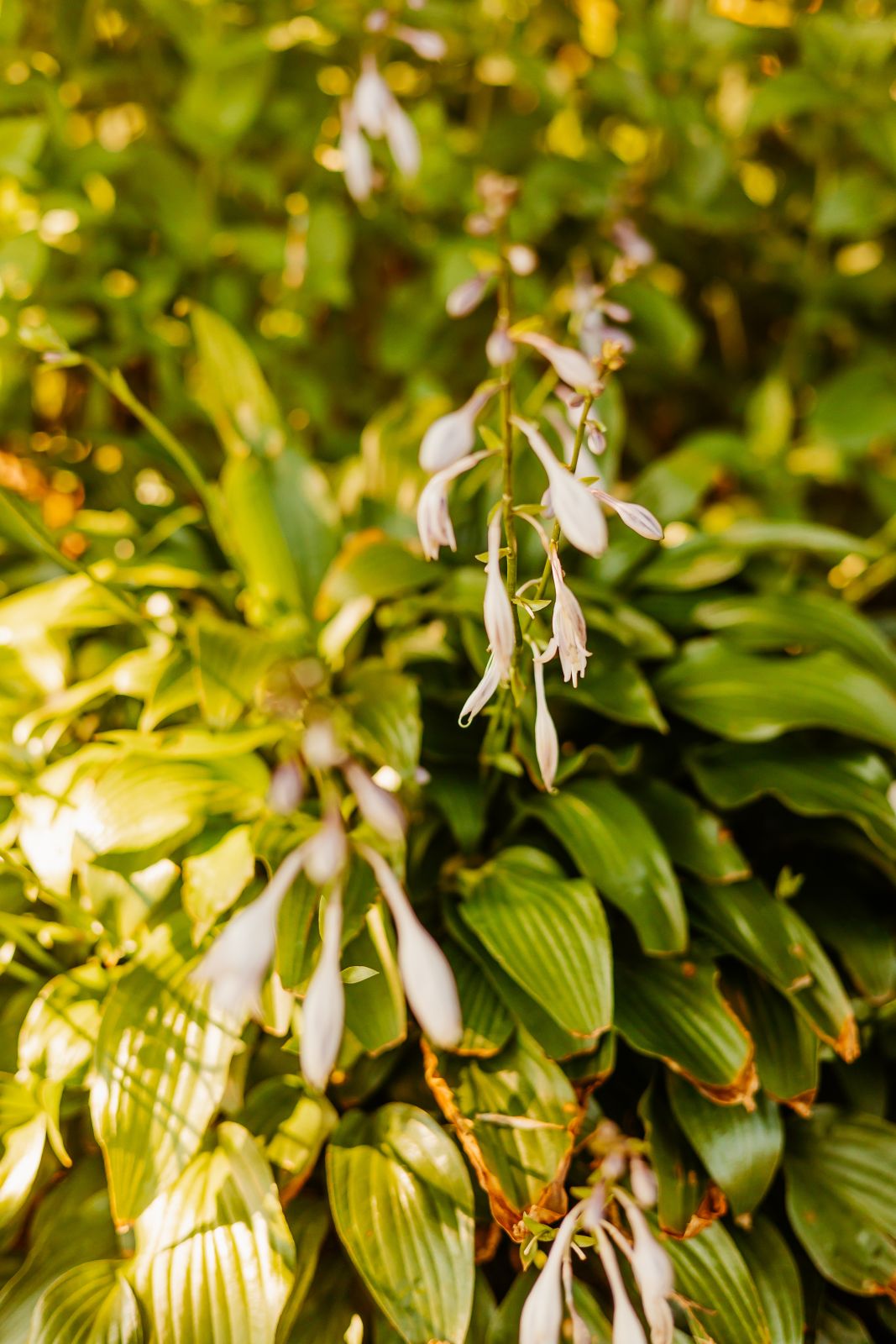 Thumbnail Image For Sarah Quesenberry - Click Here To See