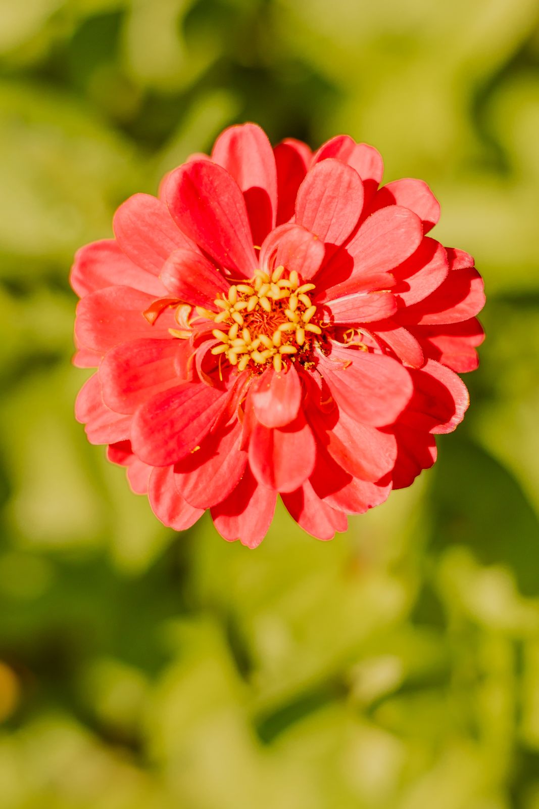 Thumbnail Image For Sarah Quesenberry - Click Here To See