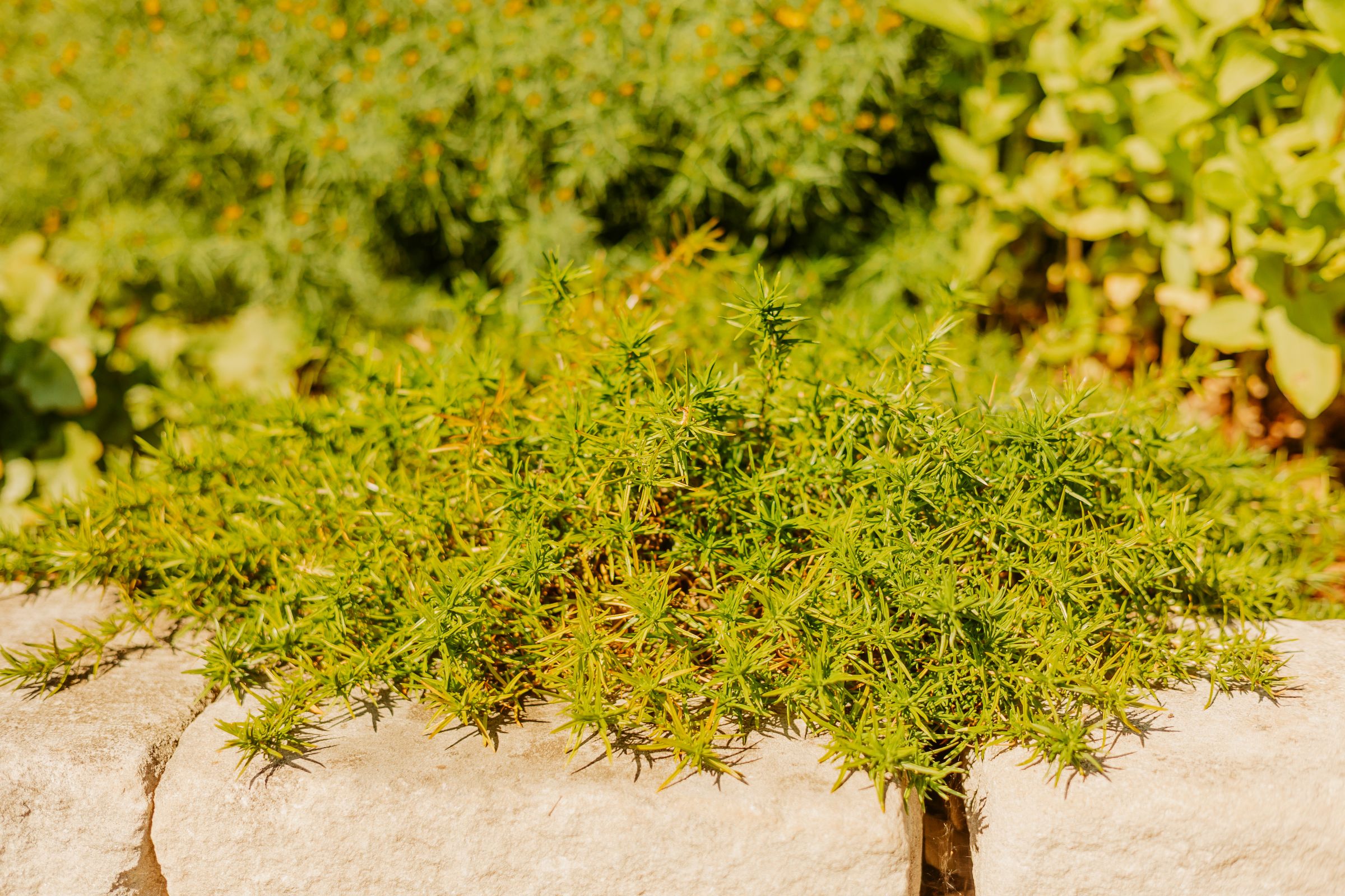 Thumbnail Image For Sarah Quesenberry - Click Here To See