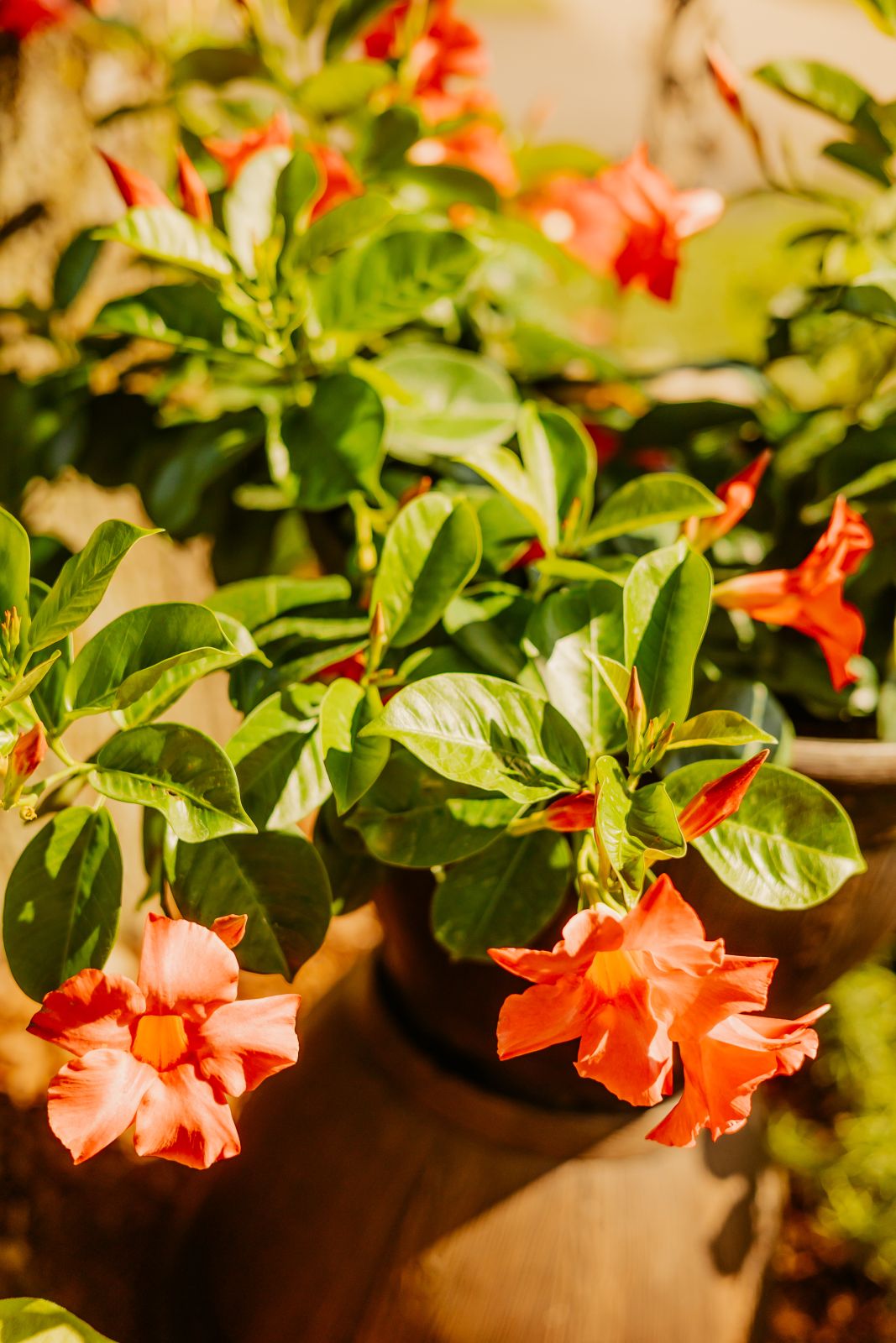 Thumbnail Image For Sarah Quesenberry - Click Here To See