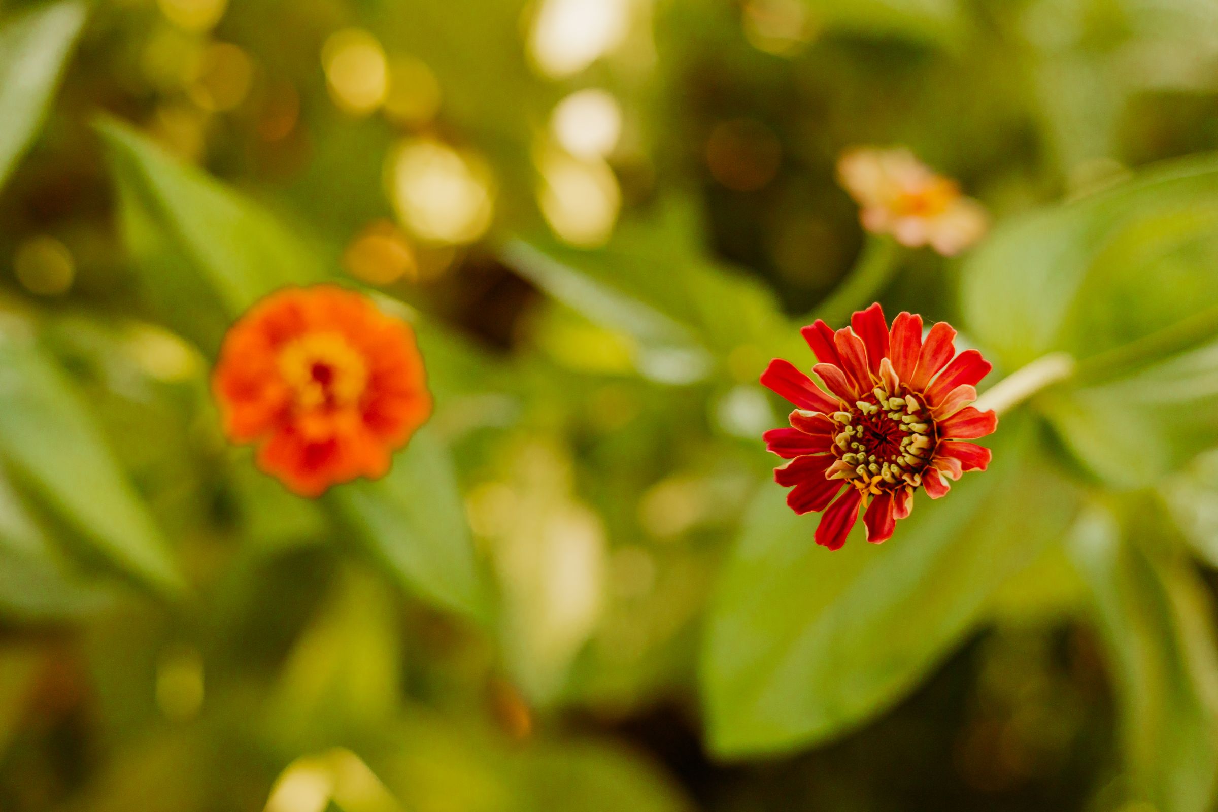 Thumbnail Image For Sarah Quesenberry - Click Here To See