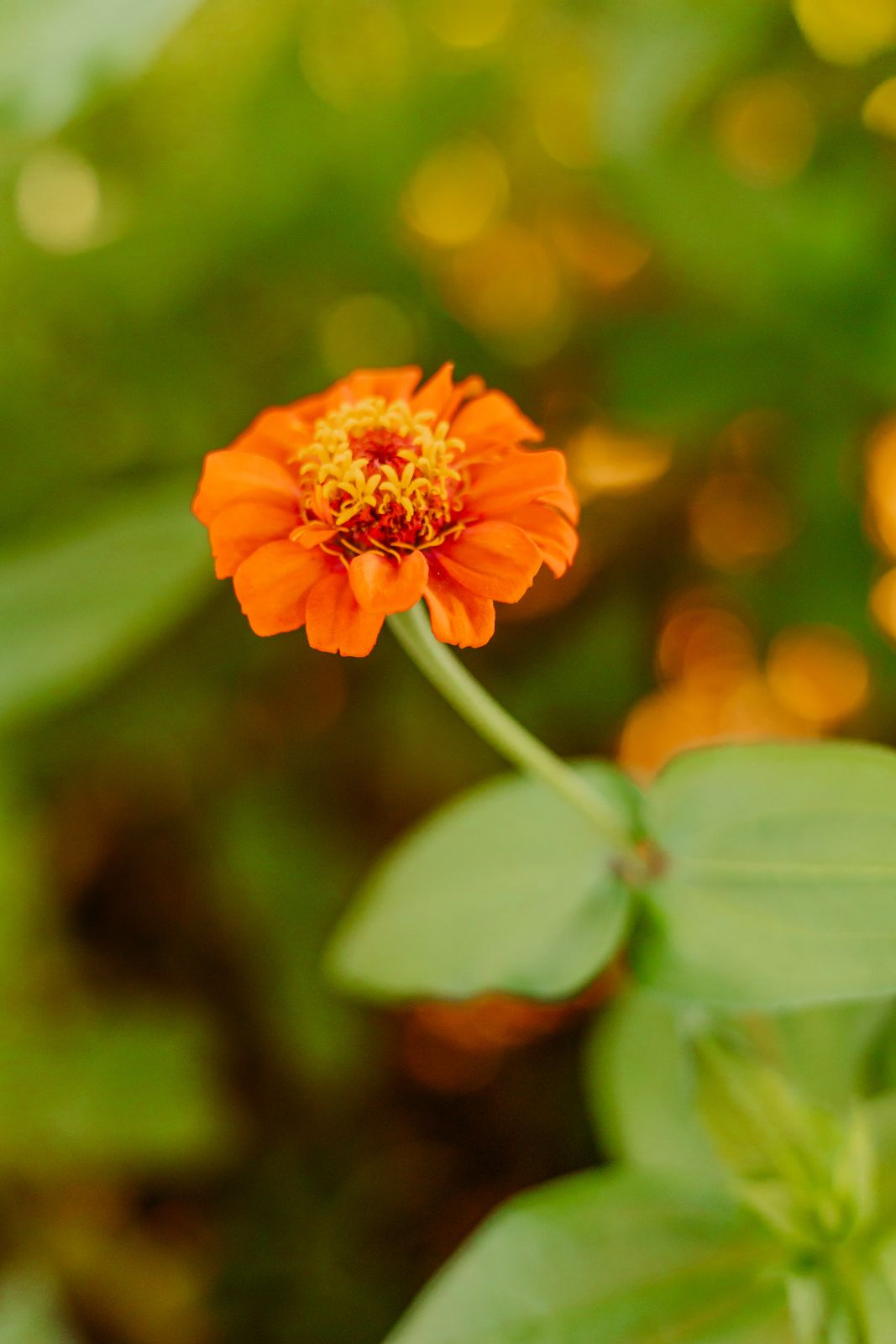 Thumbnail Image For Sarah Quesenberry - Click Here To See