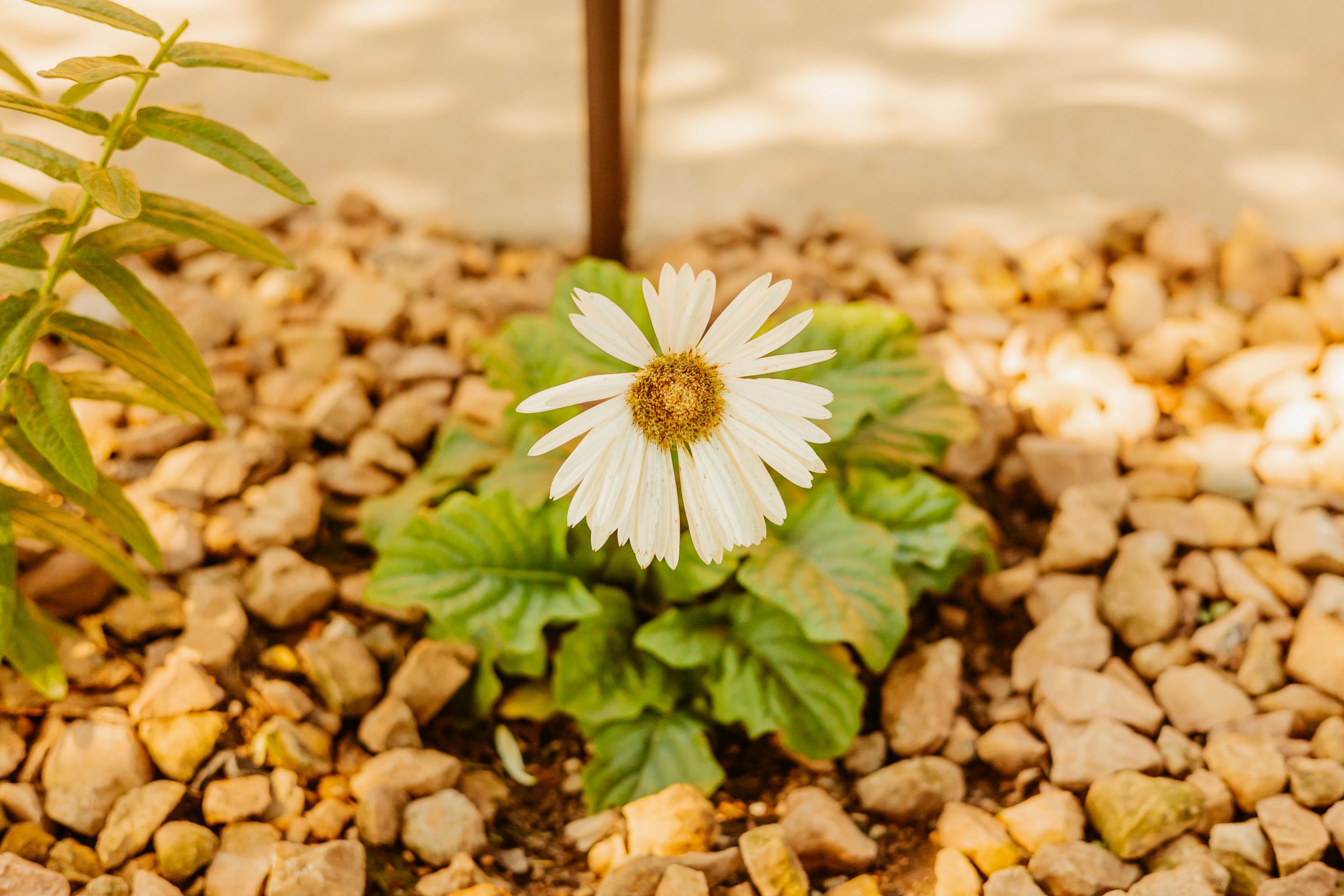 Thumbnail Image For Sarah Quesenberry - Click Here To See