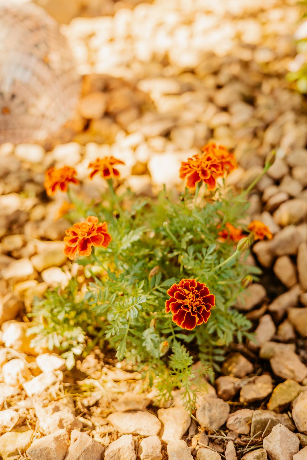 Thumbnail Image For Sarah Quesenberry - Click Here To See