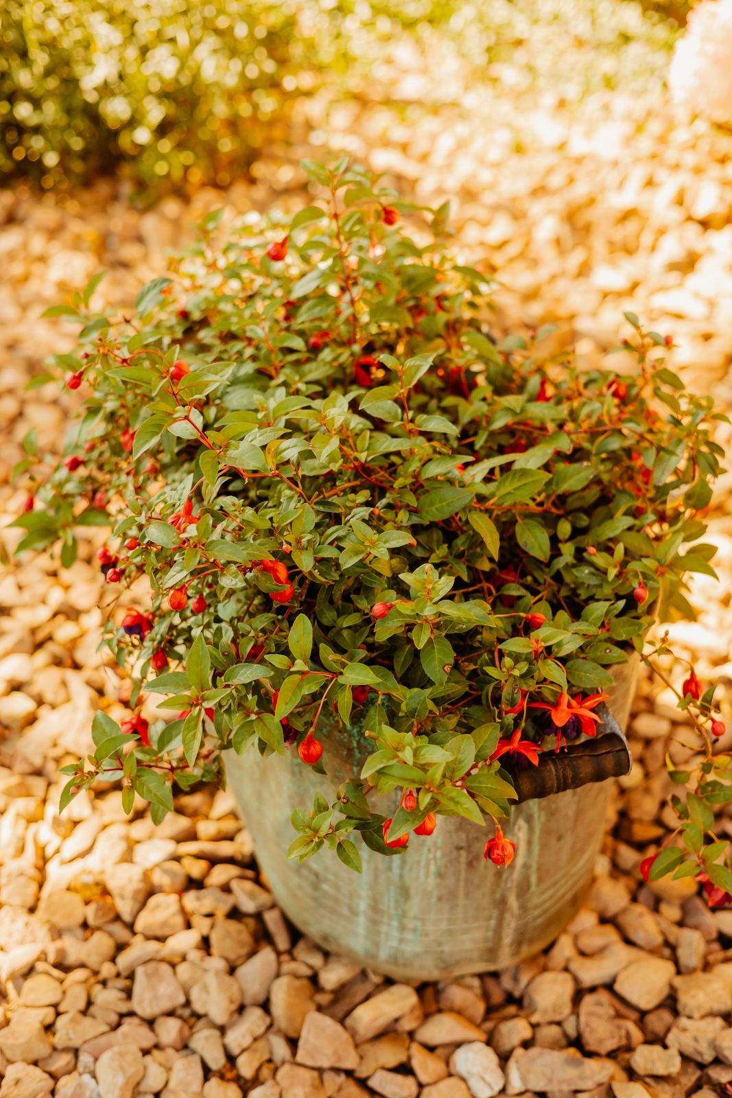 Thumbnail Image For Sarah Quesenberry - Click Here To See