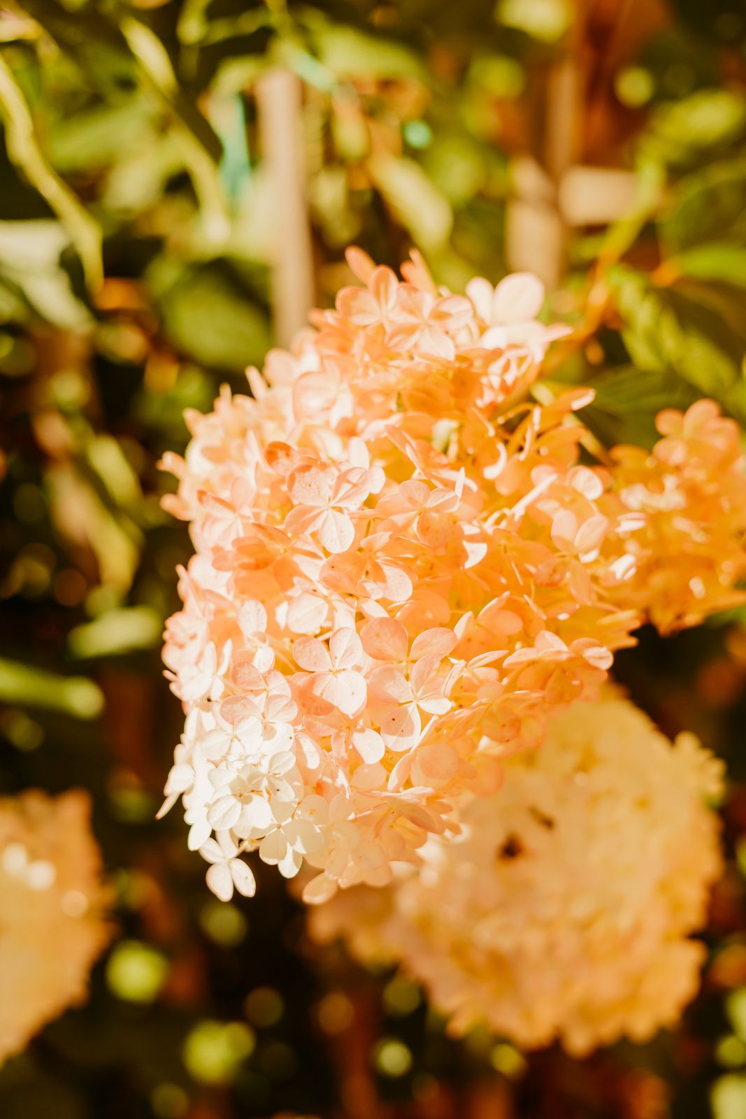 Thumbnail Image For Sarah Quesenberry - Click Here To See