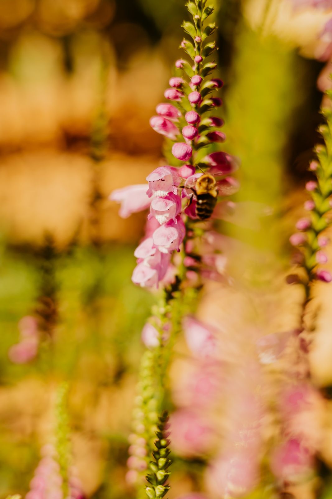 Thumbnail Image For Sarah Quesenberry - Click Here To See