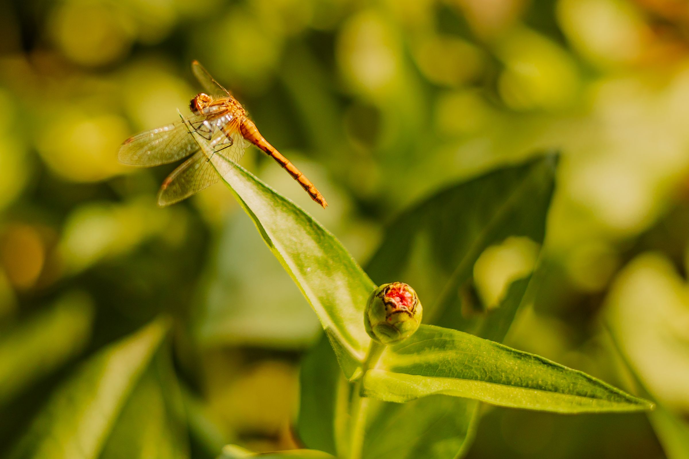 Thumbnail Image For Sarah Quesenberry - Click Here To See