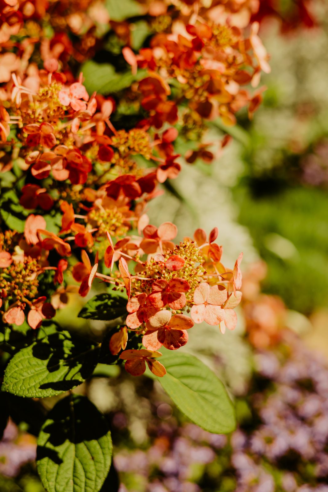 Thumbnail Image For Tracey Sando - Click Here To See