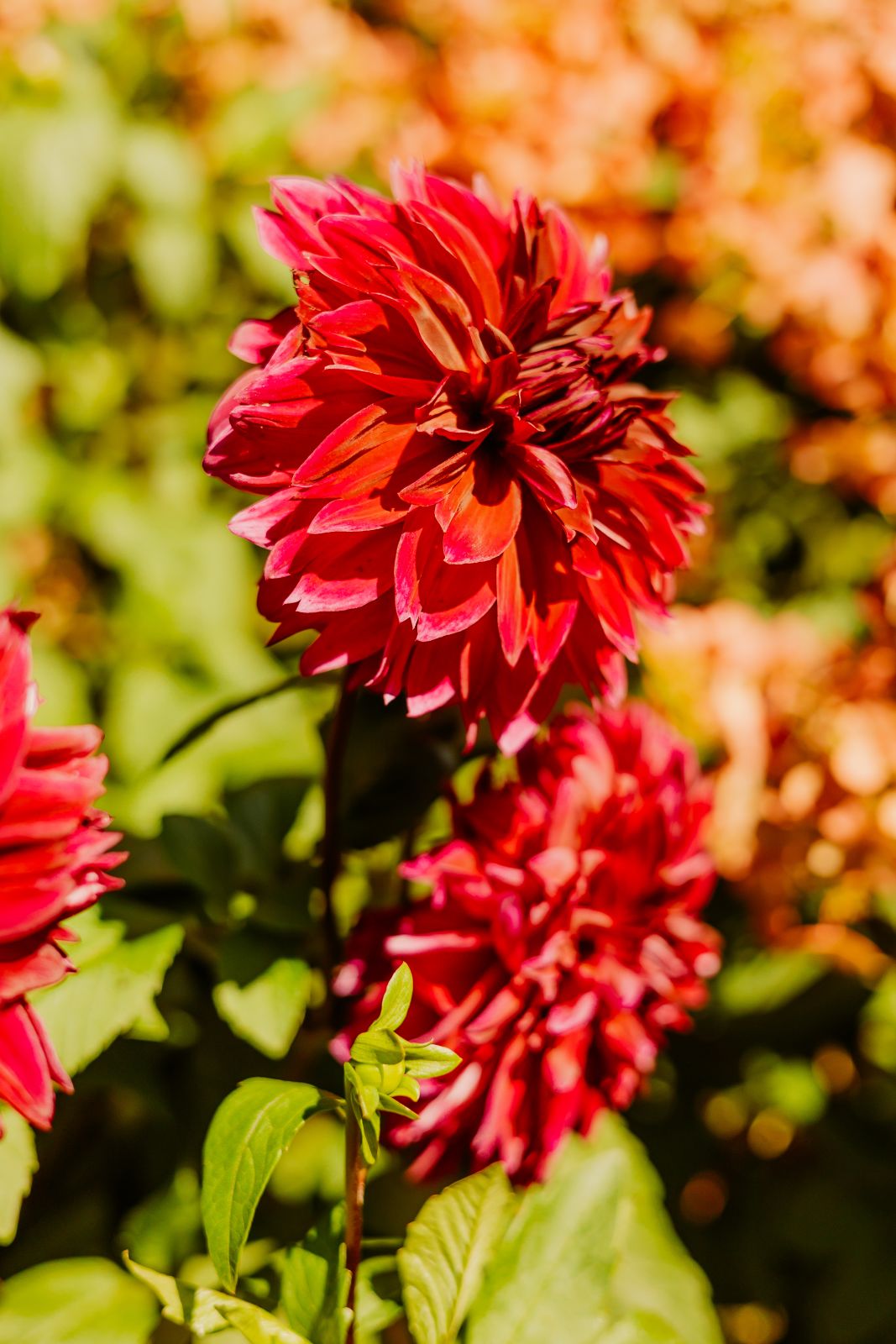 Thumbnail Image For Tracey Sando - Click Here To See