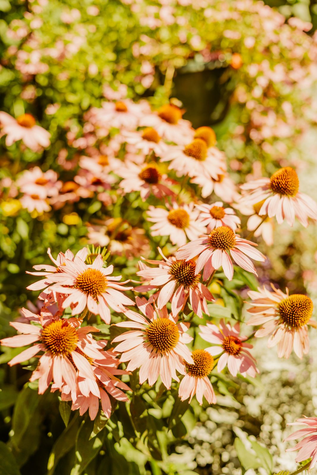 Thumbnail Image For Tracey Sando - Click Here To See