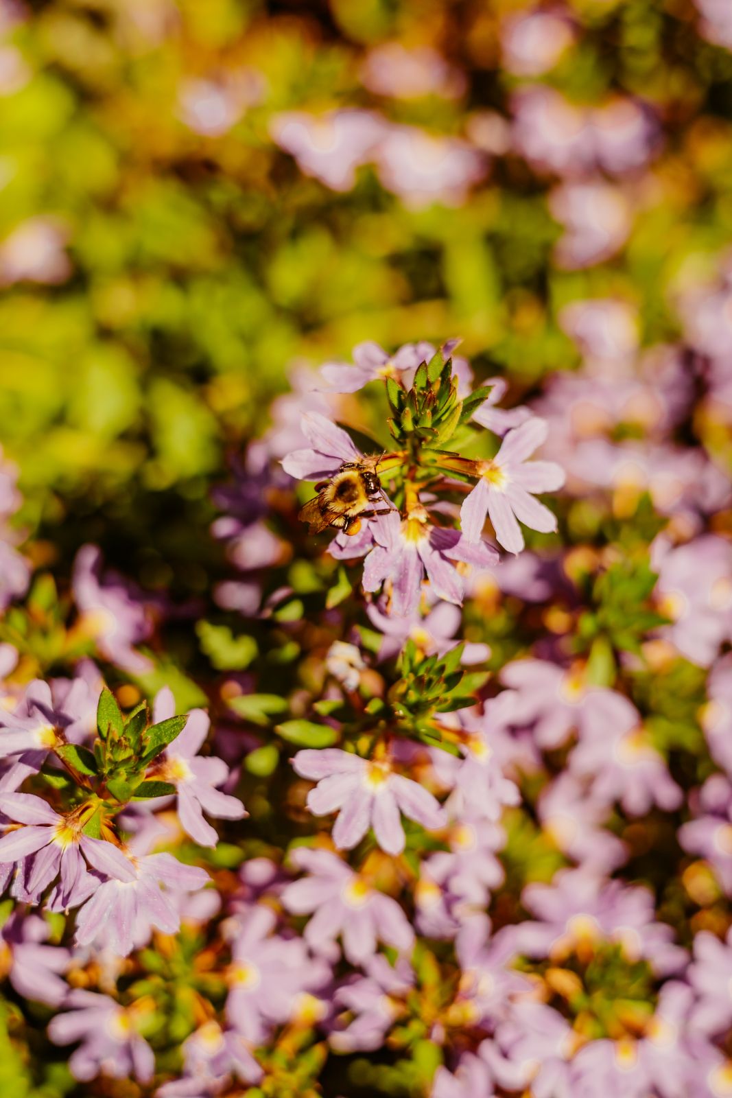 Thumbnail Image For Tracey Sando - Click Here To See