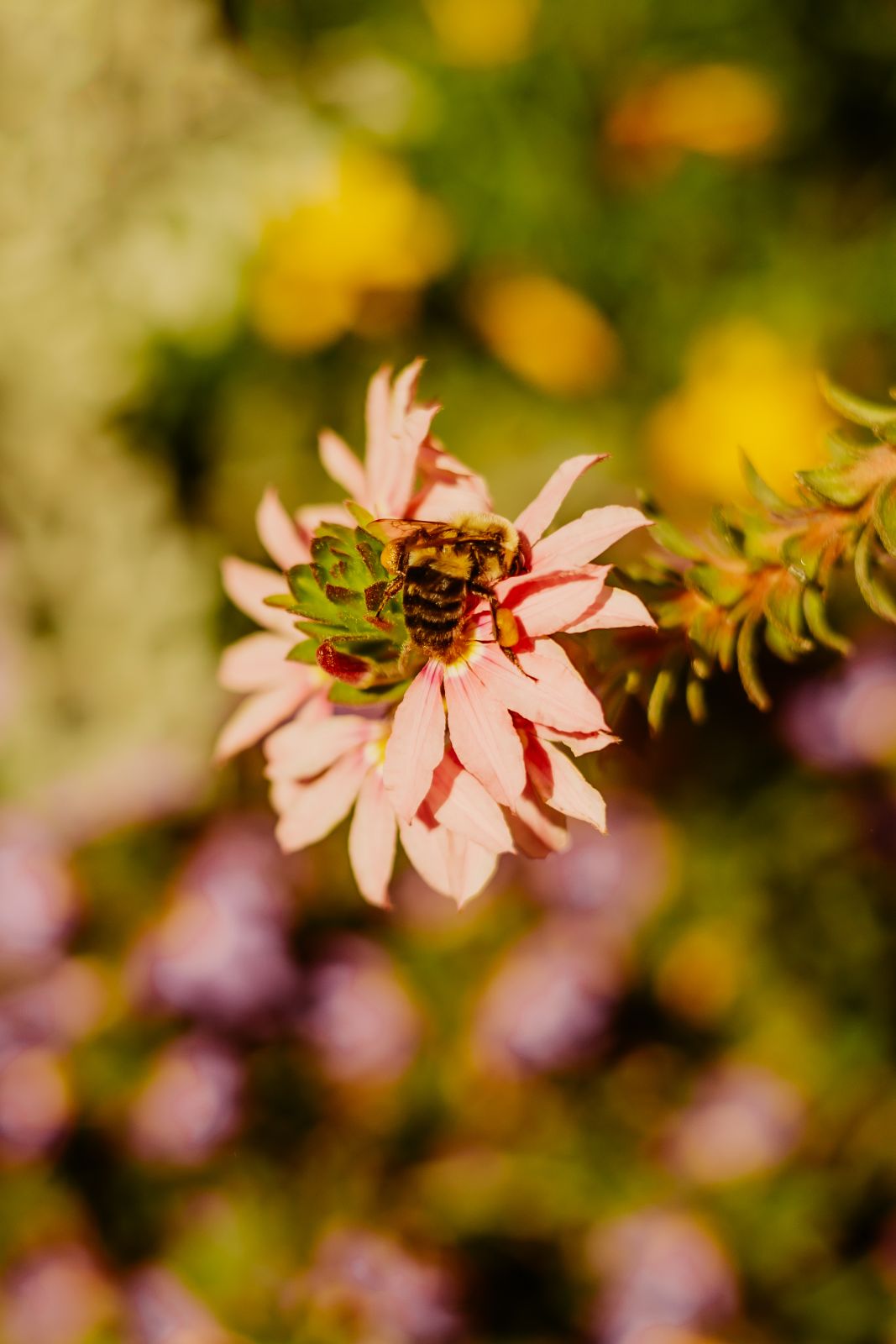 Thumbnail Image For Tracey Sando - Click Here To See