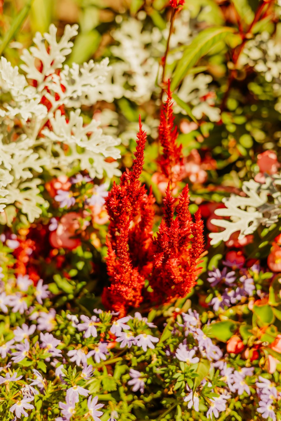 Thumbnail Image For Tracey Sando - Click Here To See