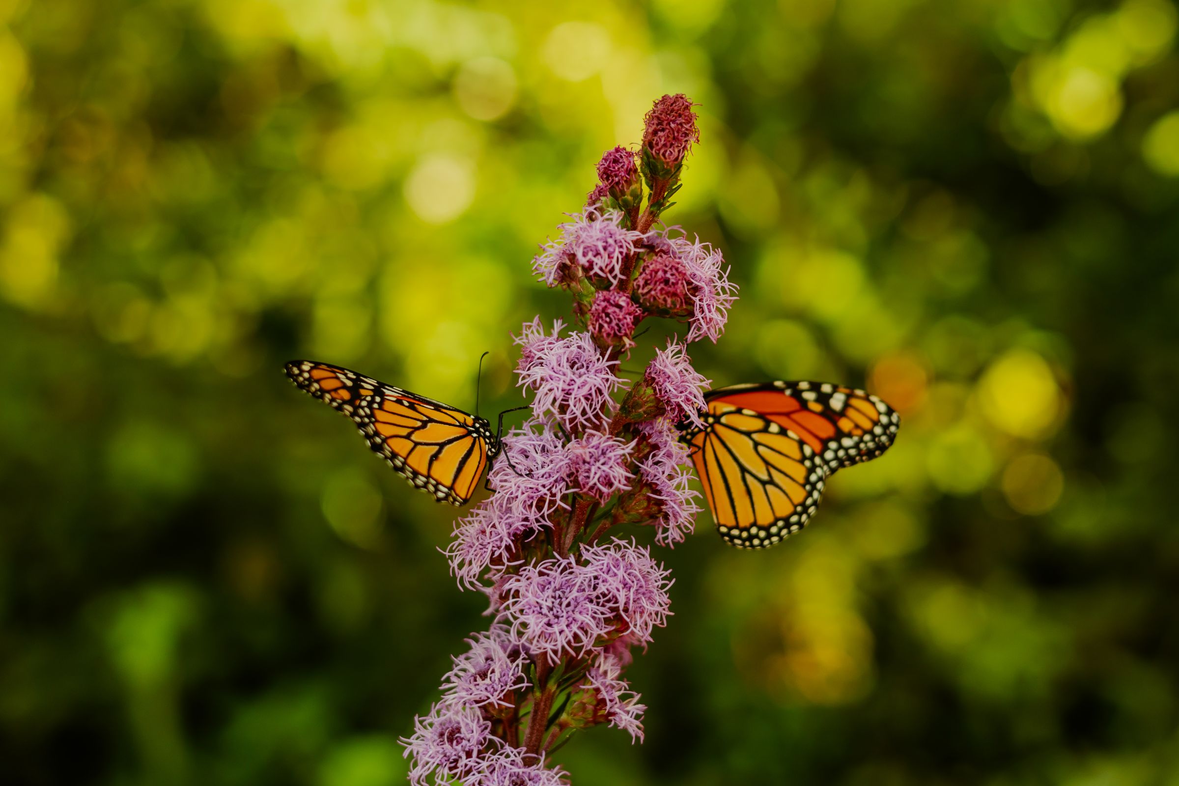 Thumbnail Image For Tracey Sando - Click Here To See