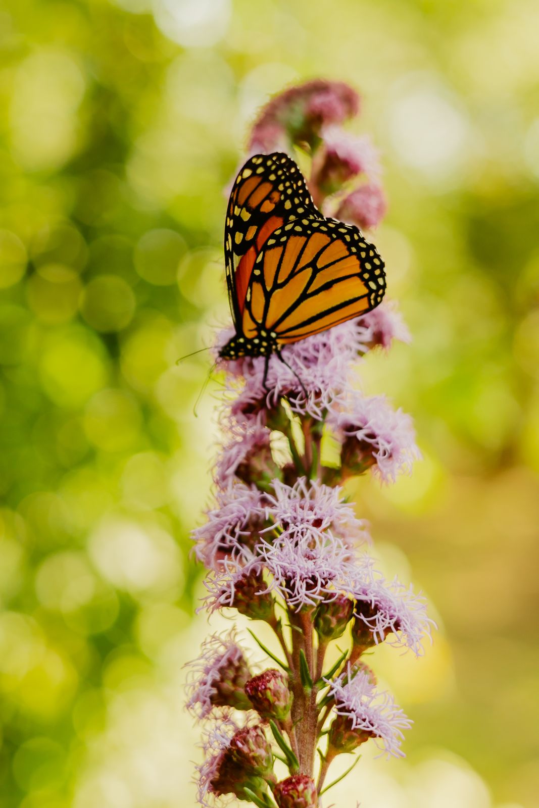 Thumbnail Image For Tracey Sando - Click Here To See