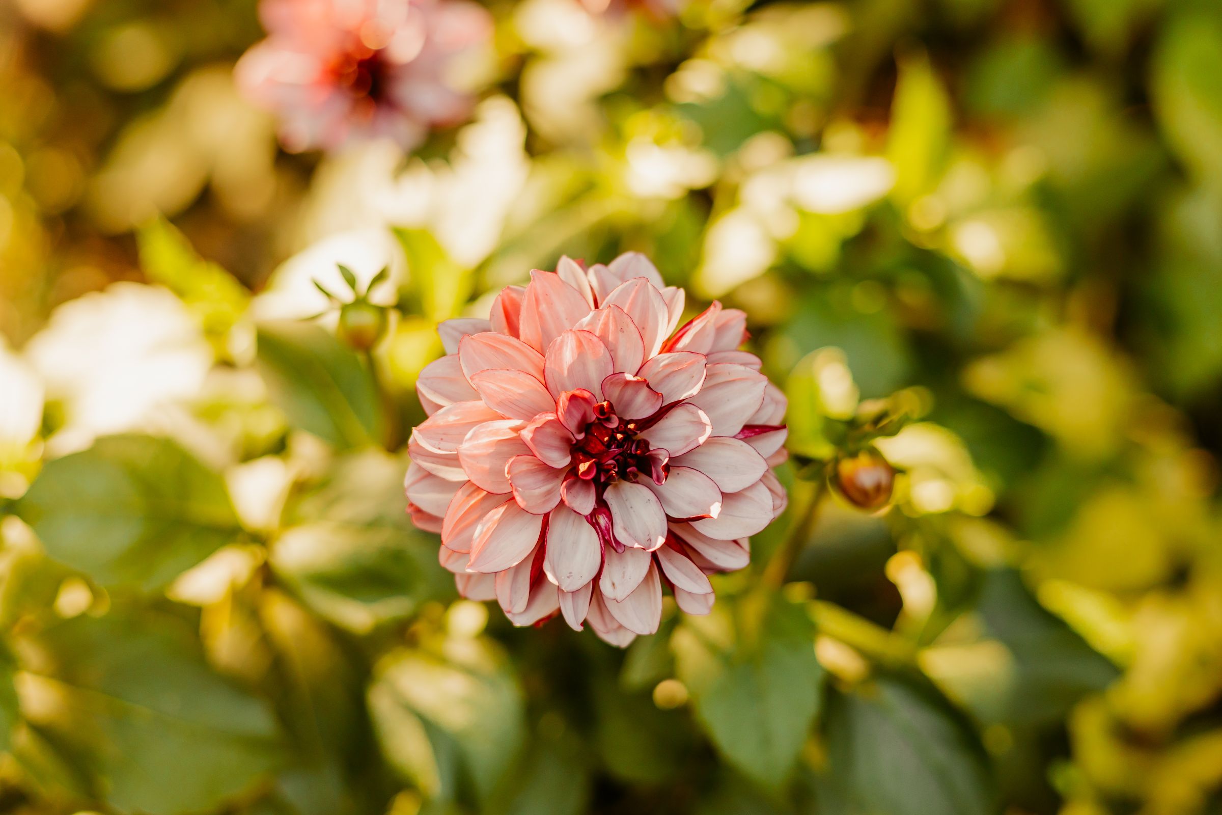 Thumbnail Image For Tracey Sando - Click Here To See