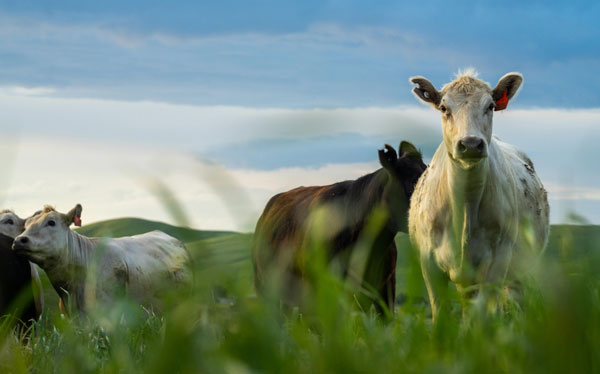 Thumbnail for Rite Way Milk Has Supported Dairy Farmers for Nearly 80 Years Through Its Hauling Services