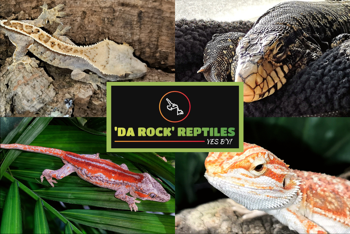 'Da Rock' Reptiles - Now Open! Photo