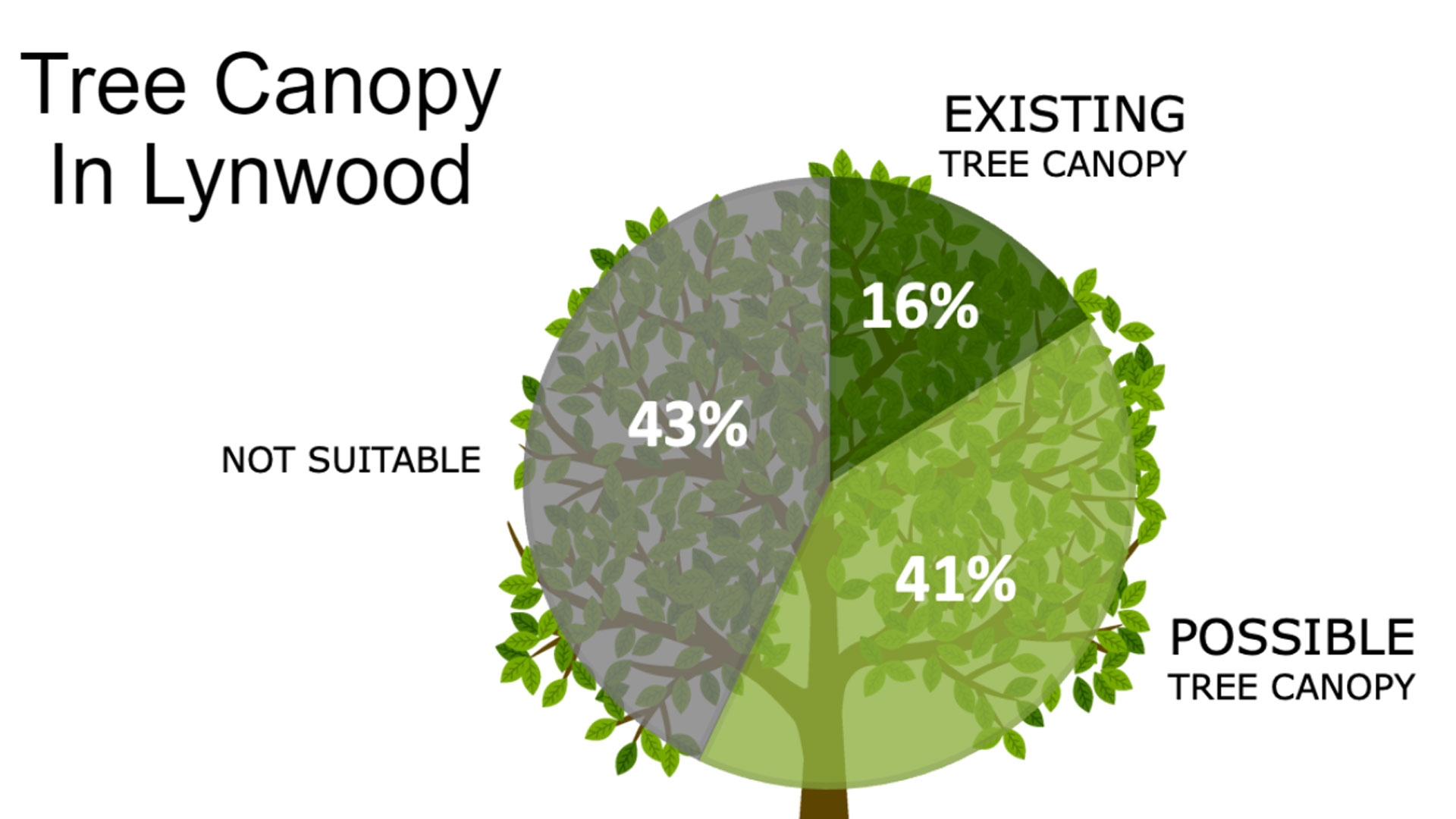 tree canopy graphic