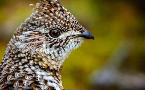 Pheasant Hunting In Flint Oak Photo