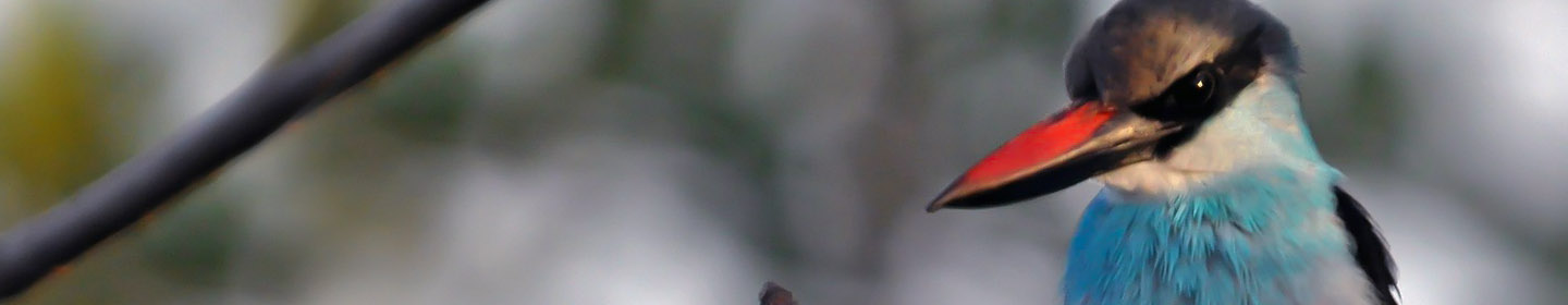 Gambian Bird Background